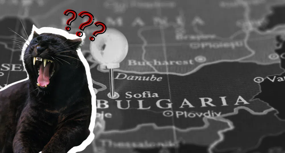 Голямо, черно и… вероятно домашно: Как „голямата котка“ от Шумен раздели България между паника и AI генерирани миймове