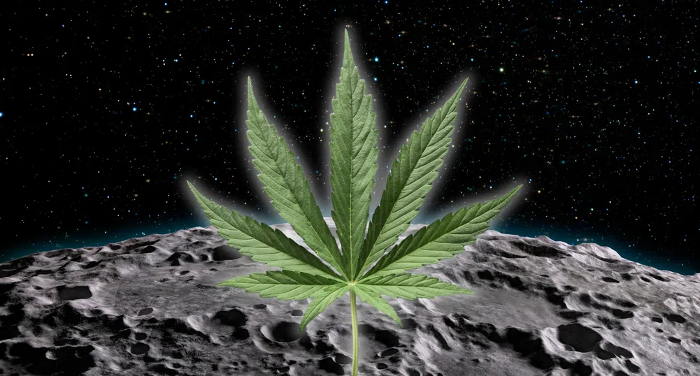 Канабис на Луната? Словенски учени търсят генетичен пробив в космически условия