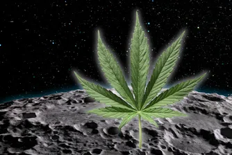 Канабис на Луната? Словенски учени търсят генетичен пробив в космически условия