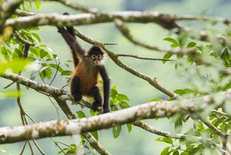 Защо паяковите маймуни никога не вечерят с една и съща компания два пъти?