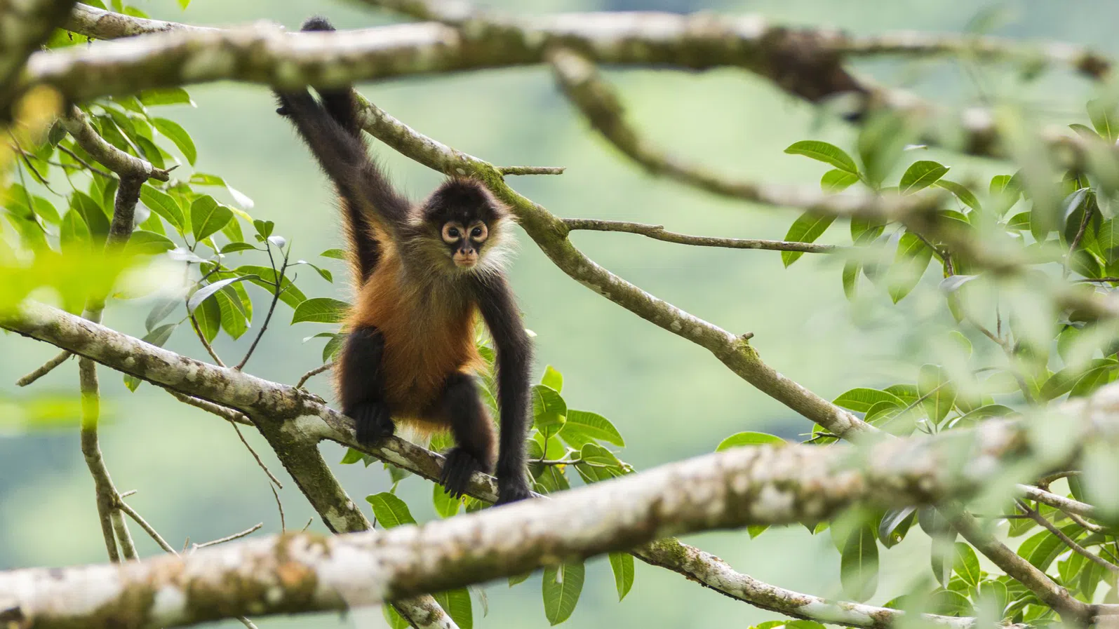 Защо паяковите маймуни никога не вечерят с една и съща компания два пъти?