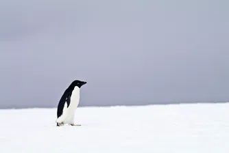 „Походът към смъртта“ на един пингвин, който накара потребителите в социалните мрежи да преосмислят живота си