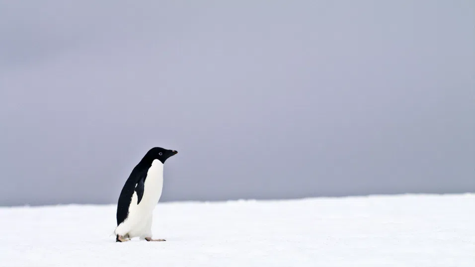 „Походът към смъртта“ на един пингвин, който накара потребителите в социалните мрежи да преосмислят живота си