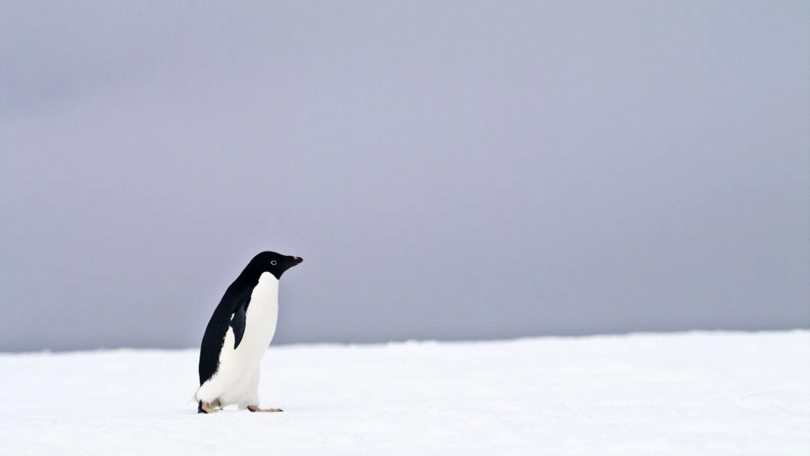„Походът към смъртта“ на един пингвин, който накара потребителите в социалните мрежи да преосмислят живота си