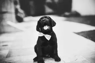 Учени установиха, че връзката между човека и кучето е много по-стара, отколкото се смяташе