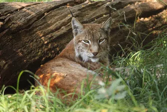 Екзотични животни и къде да ги намерим (без да ги затваряме в клетките на човешкото его)