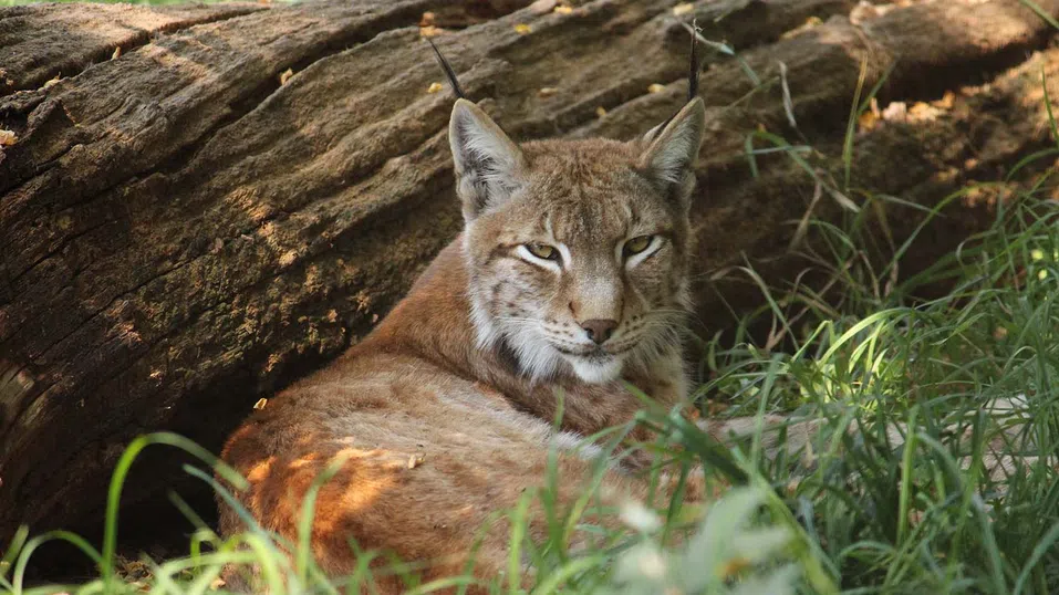 Екзотични животни и къде да ги намерим (без да ги затваряме в клетките на човешкото его)