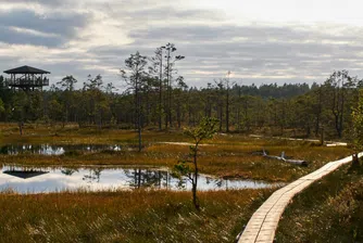 Торфените блата по източния фланг на НАТО - новата линия „Мажино“ за Европа
