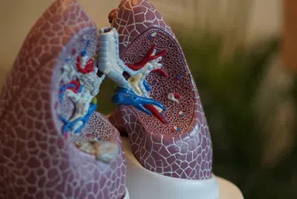 Китайски лекари извършиха първата в света трансплантация на бял дроб от прасе на човек