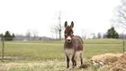 Не активисти, а магаре влиза в битката срещу центровете за данни във Флорида