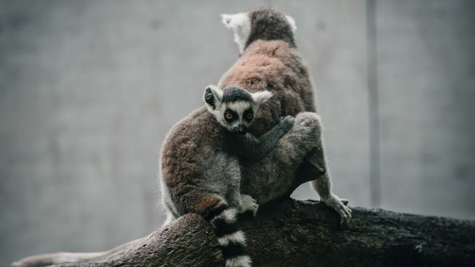 Лемурите може да изчезнат завинаги – хората ги изяждат