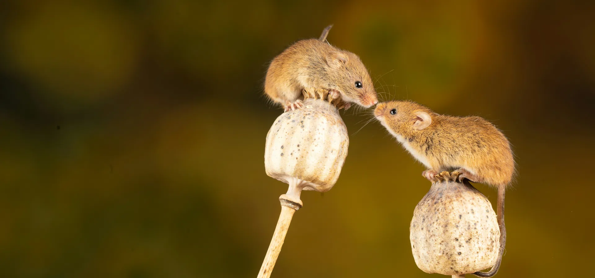 Учени са клонирани една и съща мишка в 58 поредни поколения. Резултатът е ужасяващ