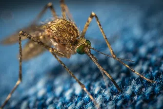 Да те ухапят 100 комара. Как науката предсказва поведението на насекомите?