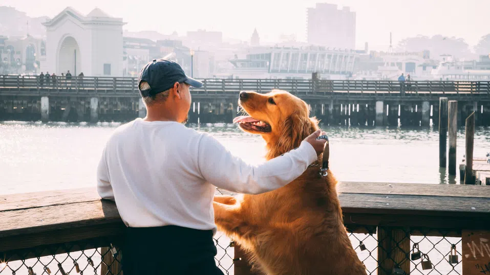 „Пухкави бебета“ вместо истински? Наистина ли хората предпочитат кучета пред деца