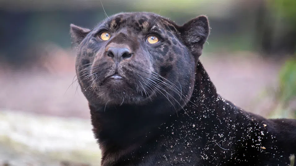 В погледа на една пантера: Онова, което не можем да укротим