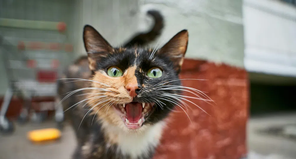 Мяу, мър-мър + малко генетика: Защо някои котки са толкова „разговорливи“?