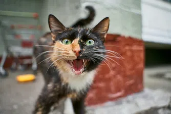 Изследване от университета в Киото свързва поведението на котките с вариации в един специфичен ген, който определя дали ще мъркат, мяукат… или просто ще ви игнорират