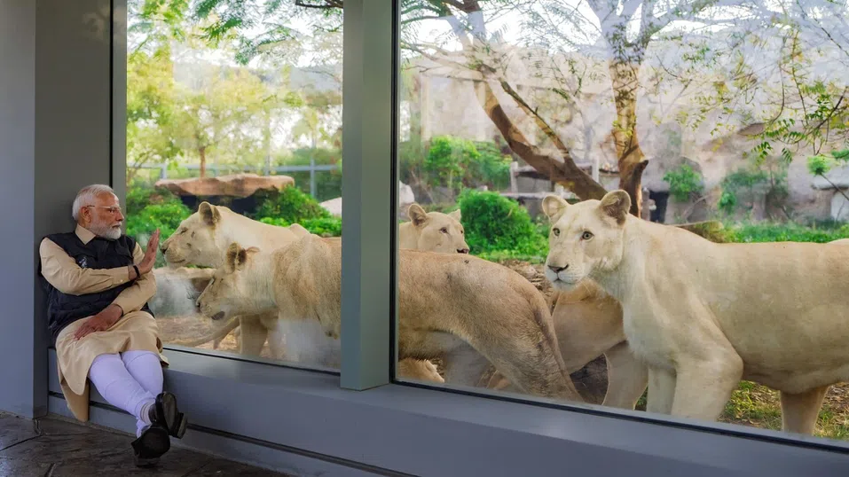 Има ли злоупотреби и насилие в огромния частен зоопарк на милиардерите Амбани
