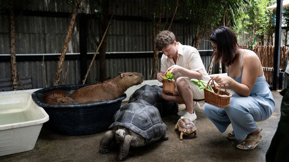 Искам бебе капибара: Проблемът с животинските кафенета в Азия