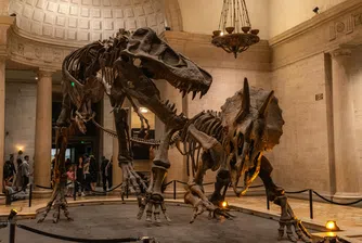 Удивително странен: Учени откриха нов вид динозавър в Мароко