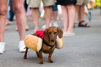 Дакелите завладяват Ню Йорк – как малките кучета с голям характер се превърнаха в световна мания?