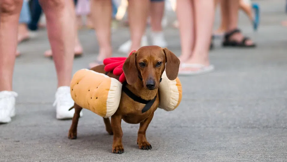 Дакелите завладяват Ню Йорк – как малките кучета с голям характер се превърнаха в световна мания?