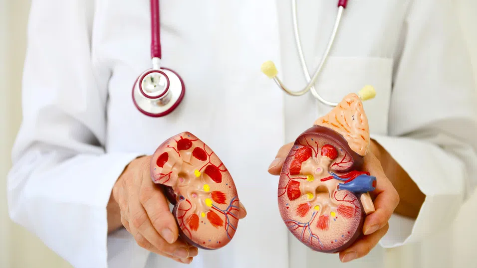 Свински бъбрек функционира 271 дни в човешко тяло, преди да бъде отстранен