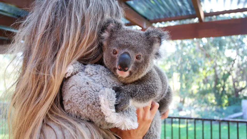 Живот след огъня: Човешкият път към коалите в Австралия