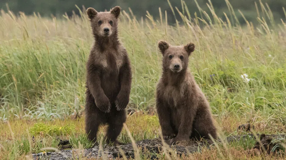 Мечи туризъм в Румъния: Атракция или опасно предизвикателство