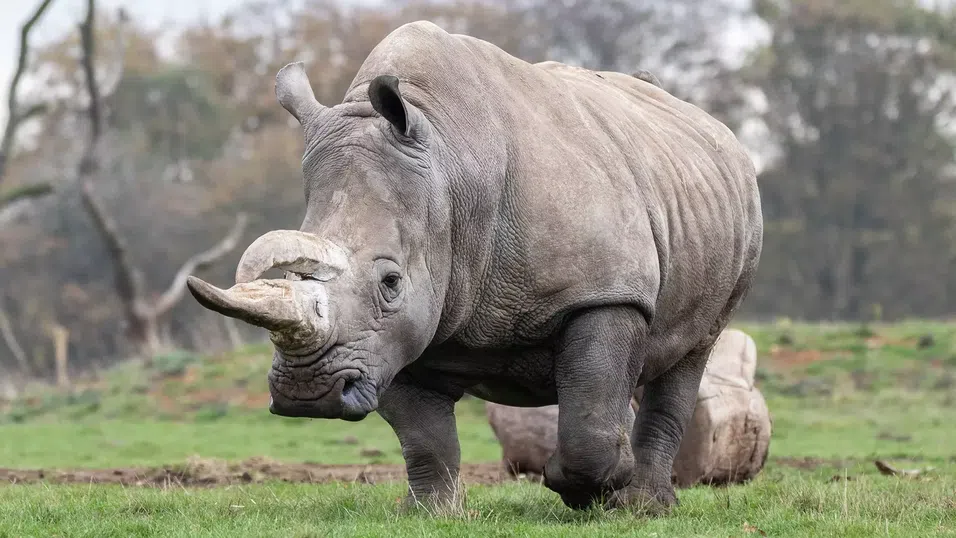 Втори шанс след смъртта: Пробив в генетиката вдъхва надежда за застрашени от изчезване животни