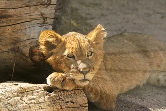 Лъвове на повикване: Колко струва новата "играчка" на тайландския елит?