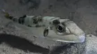 Опасната риба променя Средиземно море и оставя гръцките рибари без поминък