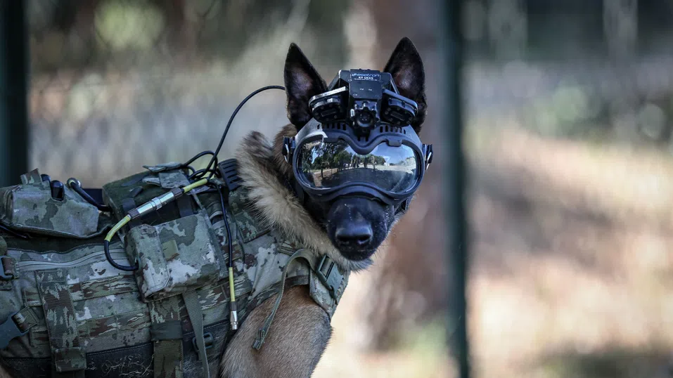 С ток в мозъка: Как ЦРУ се опитваше да контролира кучета