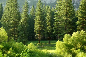 Нова технология следи състоянието на дърветата от разстояние, помага в борбата с климатичните промени и обещава по-зелени градове