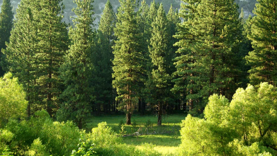 Plant Doctor: Изкуственият интелект, който лекува дърветата в големите градове