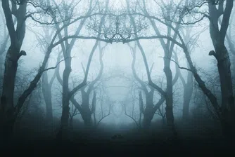 Най-призрачната гора в света: Изкривени дървета, НЛО и легенди от Трансилвания