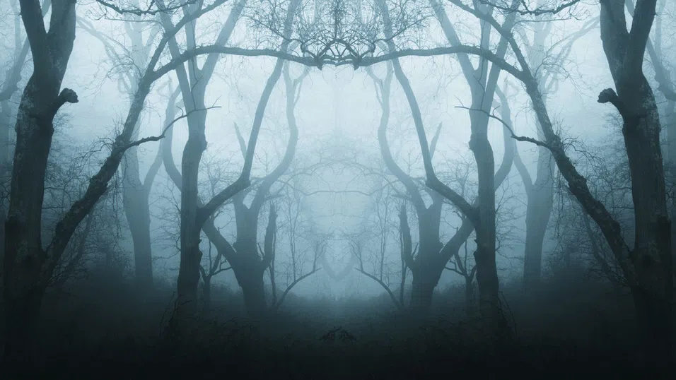 Най-призрачната гора в света: Изкривени дървета, НЛО и легенди от Трансилвания
