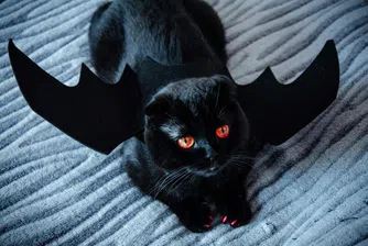 Град в Испания забранява осиновяването на черни котки за Хелоуин