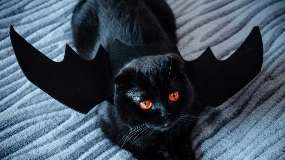Град в Испания забранява осиновяването на черни котки за Хелоуин