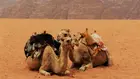 Стартъп дигитализира търговията с камили в ОАЕ