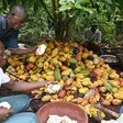 Campagne principale 2026-2027 : le prix bord champ du cacao est fixé à 1200 FCFA le kg