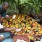 Campagne principale 2026-2027 : le prix bord champ du cacao est fixé à 1200 FCFA le kg
