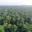 Le Parc national de Taï : le dernier souffle vert de l’Afrique de l’Ouest
