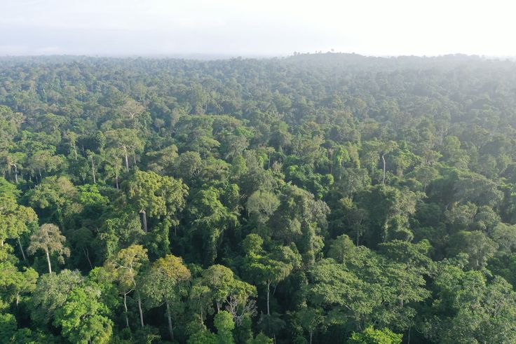 Le Parc national de Taï : le dernier souffle vert de l’Afrique de l’Ouest