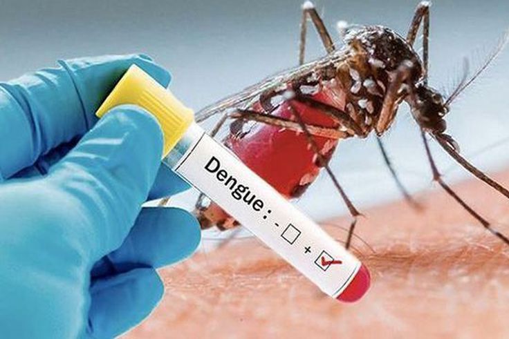 Santé : Comment différencier la dengue du paludisme ?