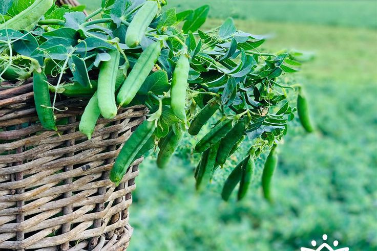 Sensibilisation d'aucy sur la consommation insuffisante de fruits et légumes en Côte d'Ivoire