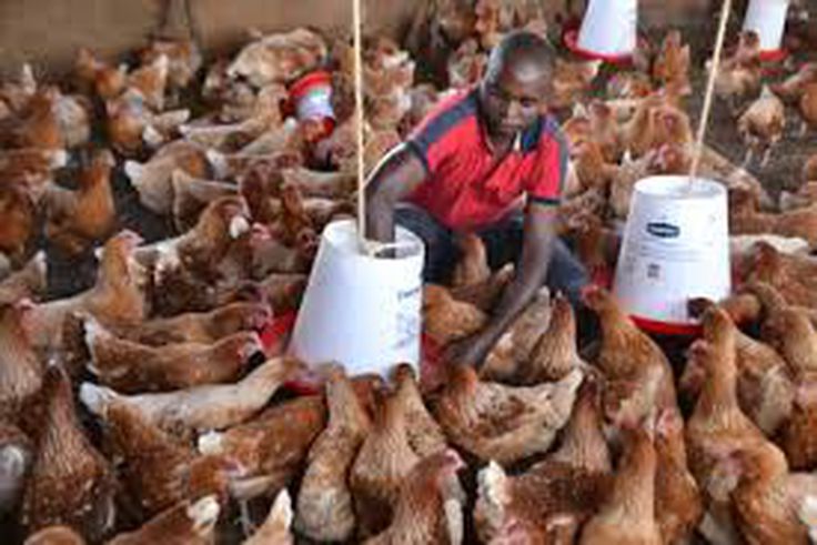 Janvier 2026 : une nouvelle TVA de 18% fait redouter une flambée du prix du poulet