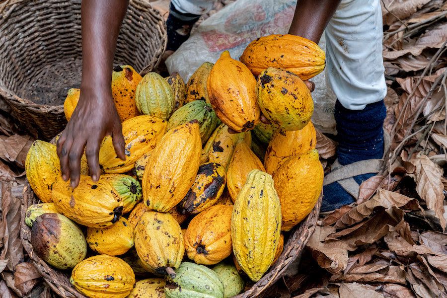 Tetteh Quarshie did not bring Cocoa to Ghana – Botanist claims