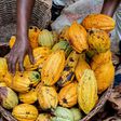 Tetteh Quarshie did not bring Cocoa to Ghana – Botanist claims