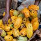 Tetteh Quarshie did not bring Cocoa to Ghana – Botanist claims